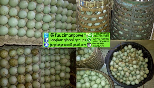 TELUR BEBEK ASIN INDRAMAYU Jangkar Global Groups