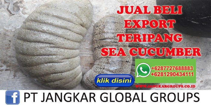 JUAL BELI EXPORT TERIPANG SEA CUCUMBER