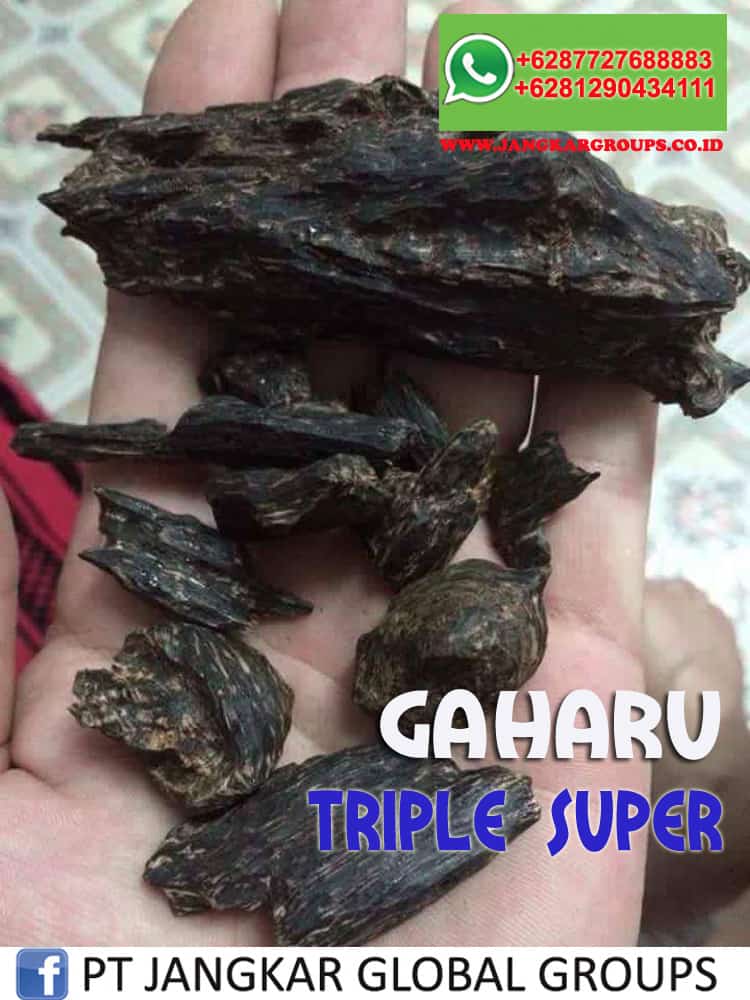JUAL BELI KAYU GAHARU TRIPLE SUPER