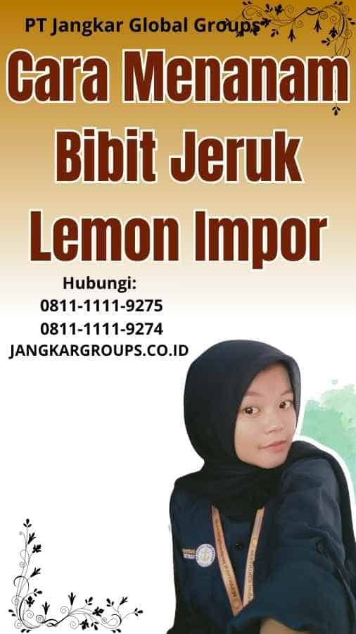 Cara Menanam Bibit Jeruk Lemon Impor
