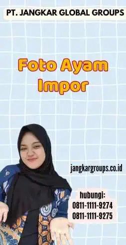 Foto Ayam Impor