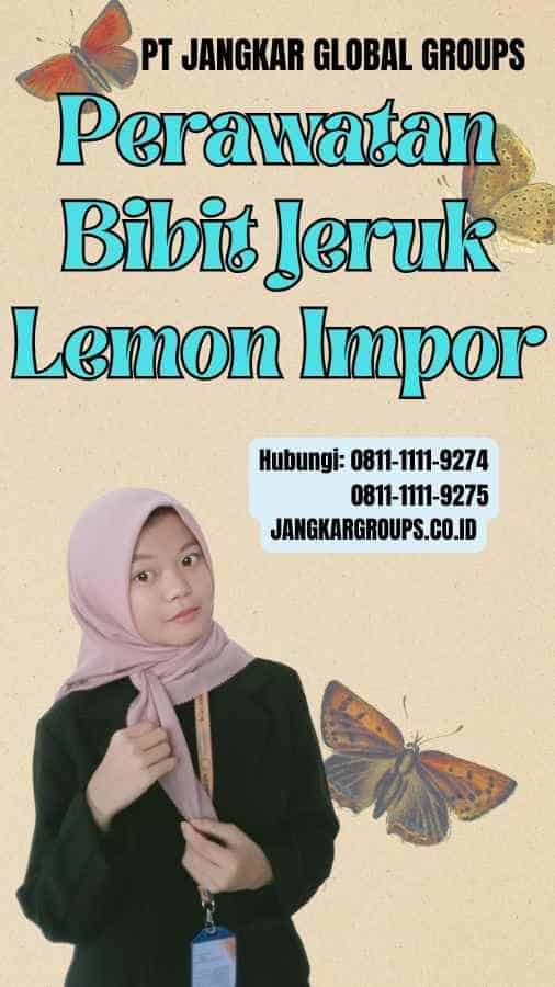 Perawatan Bibit Jeruk Lemon Impor