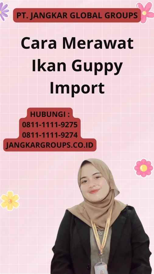 Cara Merawat Ikan Guppy Import