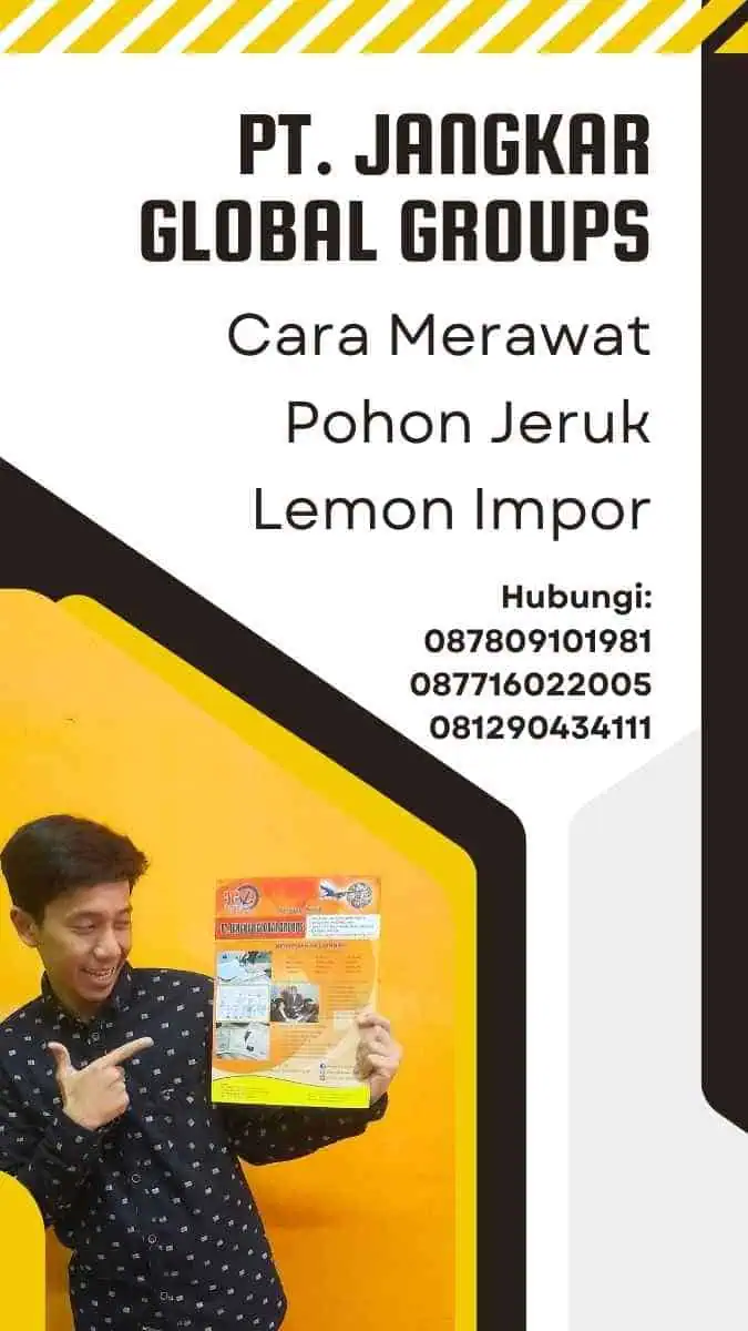 Cara Merawat Pohon Jeruk Lemon Impor