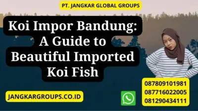 Koi Impor Bandung: A Guide to Beautiful Imported Koi Fish