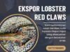 Ekspor Lobster Red Claws