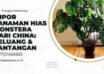 Impor Tanaman Hias Monstera dari China: Peluang & Tantangan