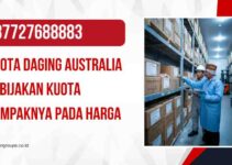 Kuota Daging Australia Kebijakan Kuota Dampaknya pada Harga